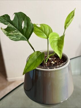 Iridescent Gray Ceramic 4in Planter with Live Pothos